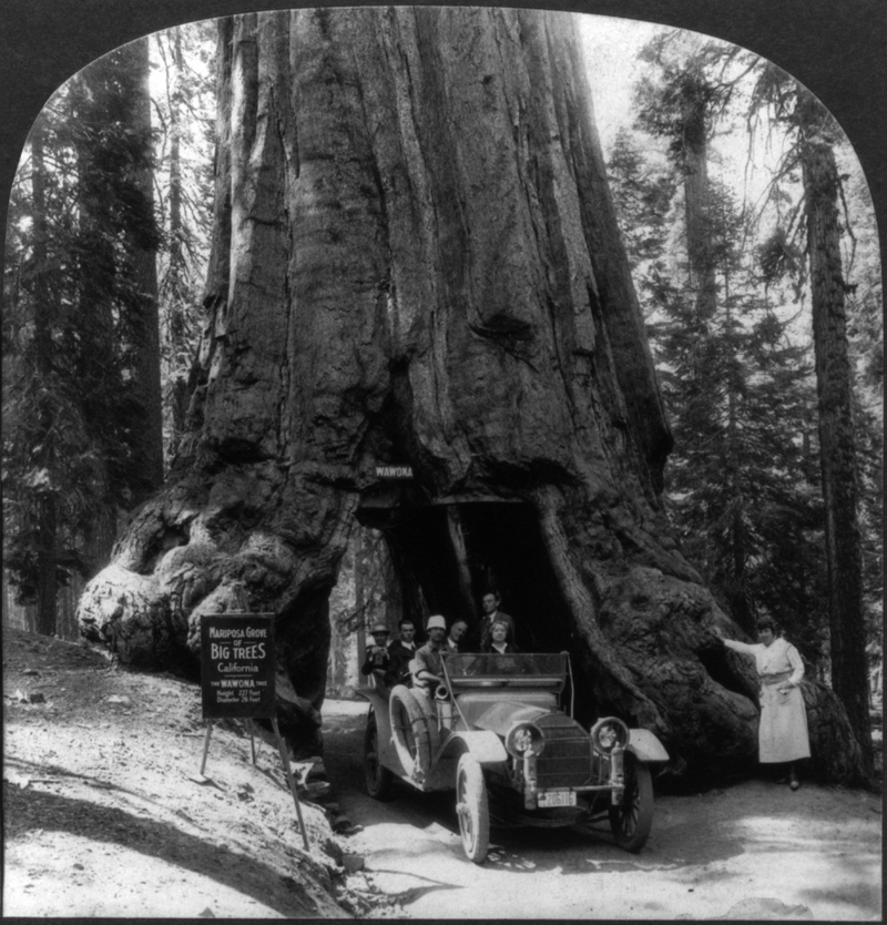 Wawona Tunnel Tree, el árbol al que imitaba el Pioneer Cabin para atraer turistas